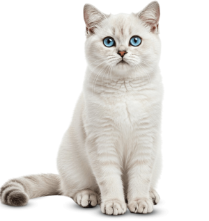 Asset-16@2x-8-1-e1748525731292.png
